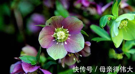 养花试试这几款,花色是黎明红,高贵典雅