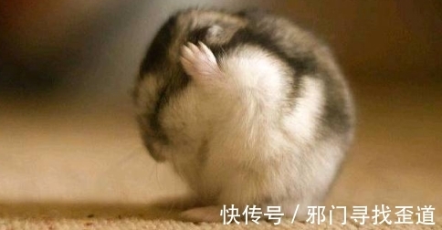 生肖|生肖鼠精神抖擞神采奕奕,虎年遇到天赐良缘,牵手真命天子