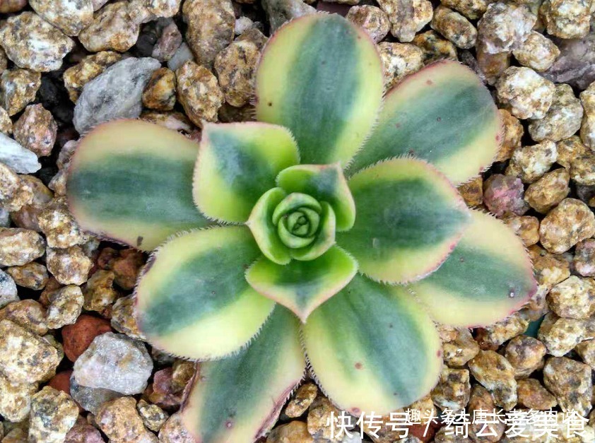 星爆法师|多肉星爆法师一年四季颜值在线,夏天不用操心也能轻松度夏