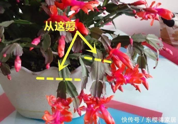 冬天修剪分“轻重”,有的花剪狠了,再也不开花