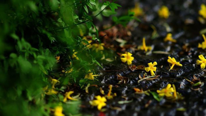 章台路#这首词尽管作者不明确,疑似欧阳修的作品,但是仍然成为千古佳作