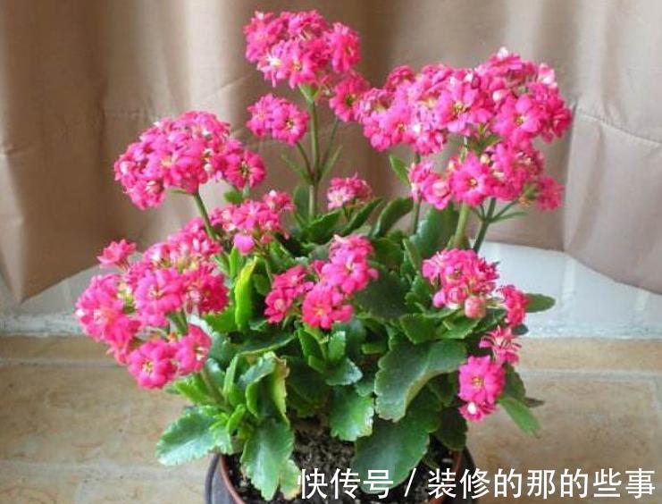天竺葵|4种漂亮花,现在养一盆正当时,秋凉早开花,适合新手