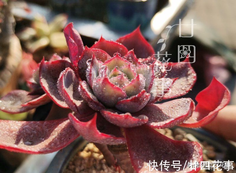 上色美成仙|7月8月徒长变青菜的多肉，9月做好四件事，10月上色美成仙