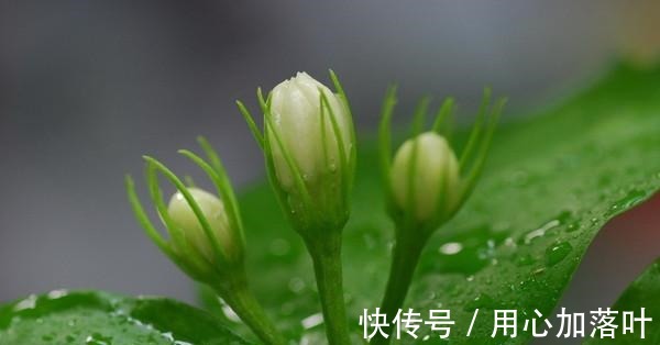 顶端|茉莉花八月容易“饿”,“喂养”做到位,花大香味浓!