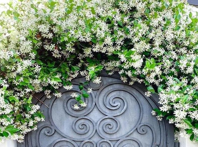 安全距离|养殖茉莉选银丝,盆栽抓住4点,一年四季开花,量多又持久