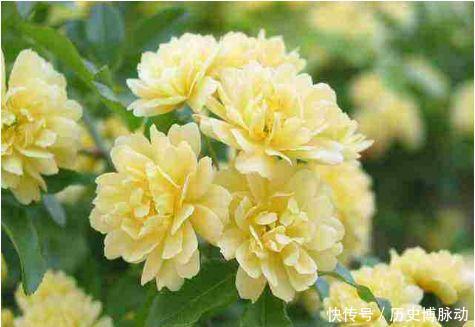 几款花卉花大色艳胜玫瑰,花色鲜艳夺目,花朵美艳迷人
