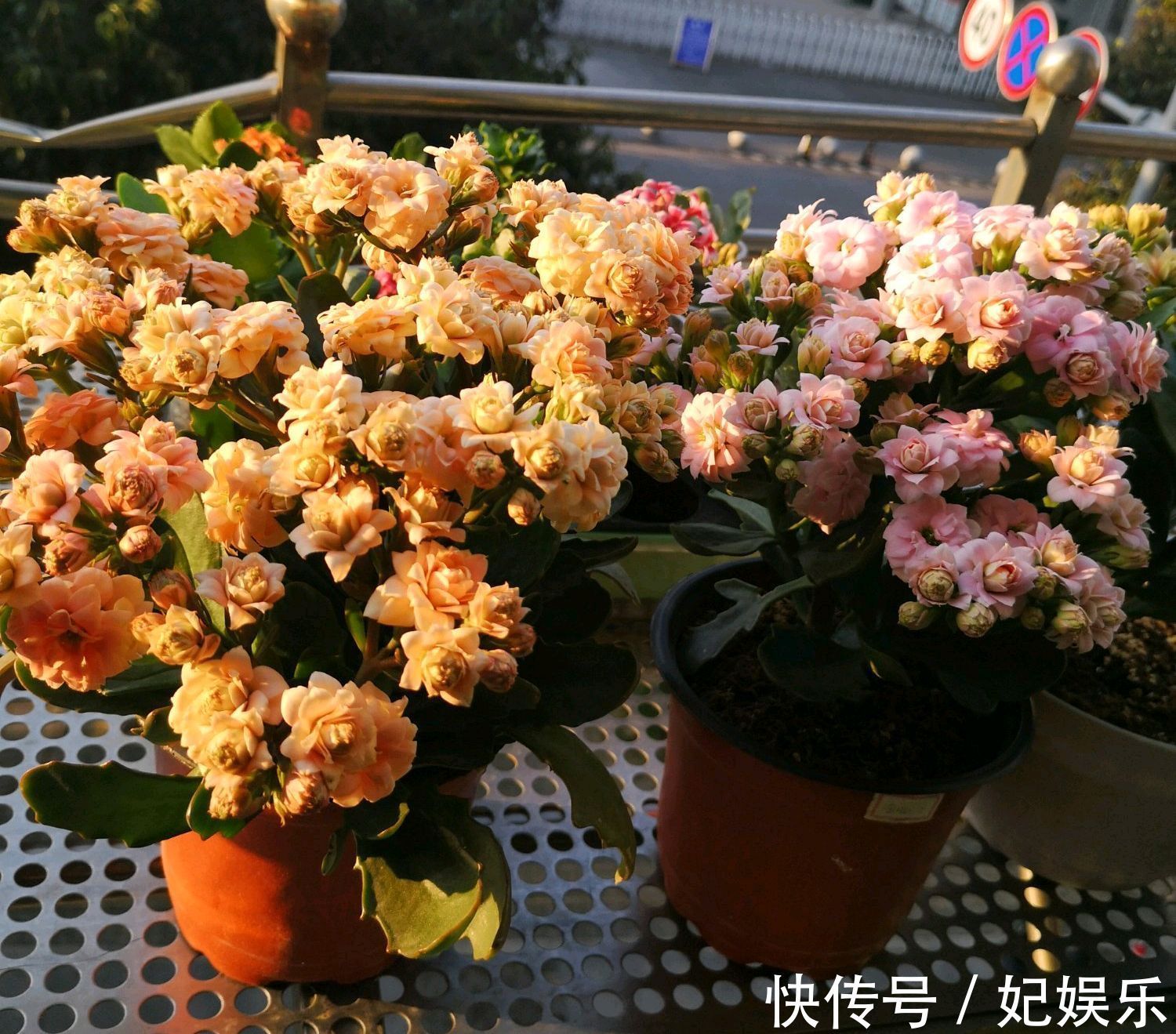 长寿花在夏季黄叶掉叶怎么回事做到3点,秋季开花爆盆成棒棒糖