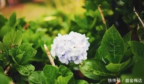 鸡蛋壳养花,用好了才是花肥,用不好,养一盆死一盆!