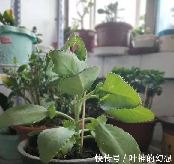 长寿花|养几棵不死鸟,长大后留着嫁接,嫁接长寿花,开花数量翻倍