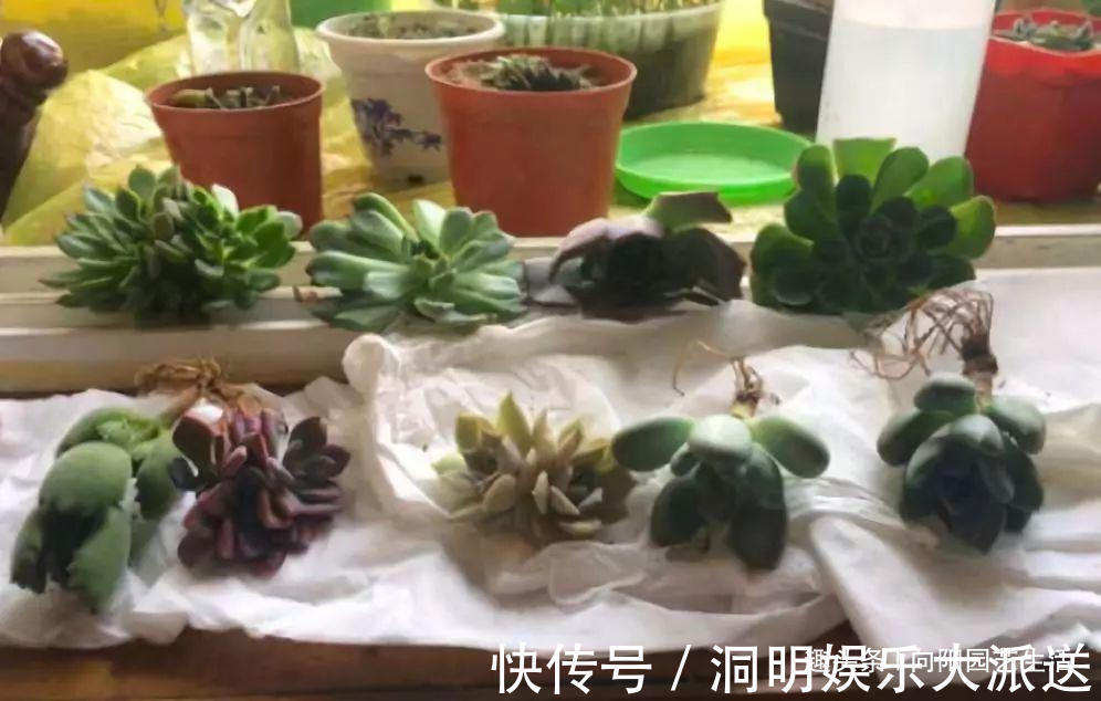网购多肉要谨慎,两毛钱一棵,叶子掉光了,教你快速拯救多肉