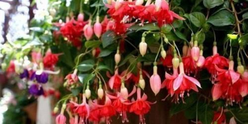 超好养的4种花,插个枝条就能活,花期几乎全年,很适合新手养