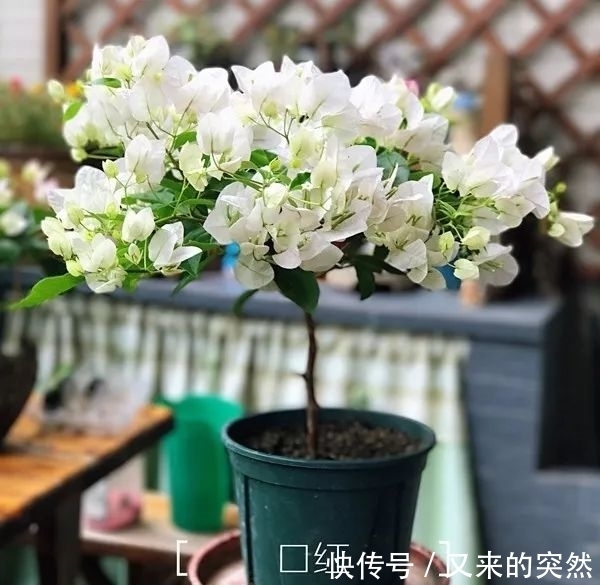 越冬|家里有这花,露养断水2个月,安全越冬50盆