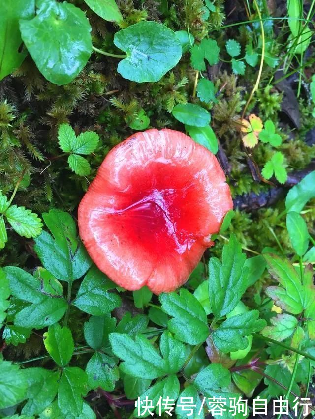 甘孜藏区大山深处世外桃源，竟招如此对待