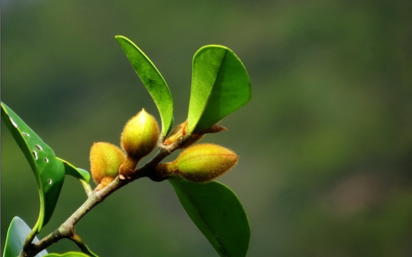 生肖|“命里有金”的4生肖女，长相平平却很旺夫，不是富婆就是少奶奶