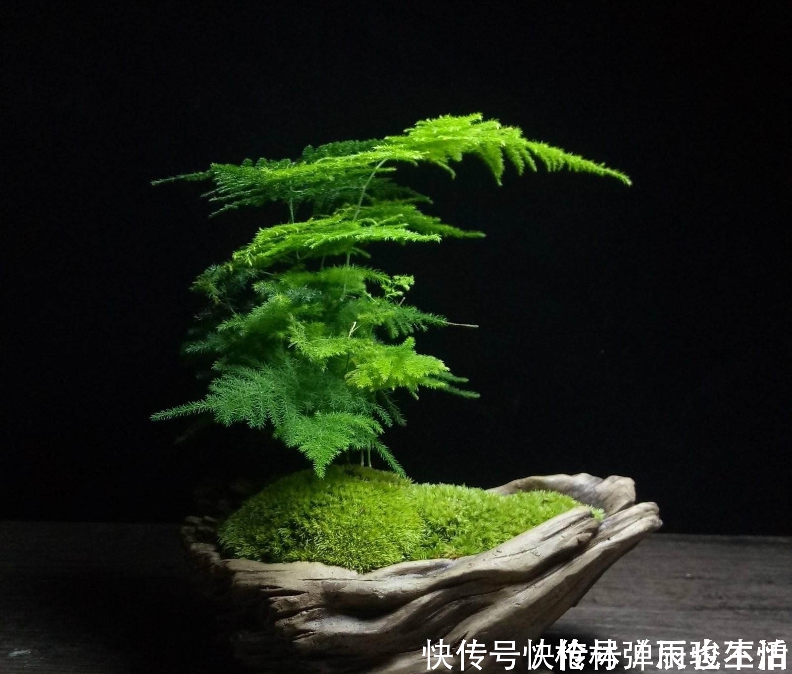 黄叶|文竹黄叶不要急,给它一点“甜头”,叶片绿油油