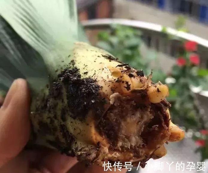 小心养护的君子兰,轻轻一提,发现根全没了,咋回事