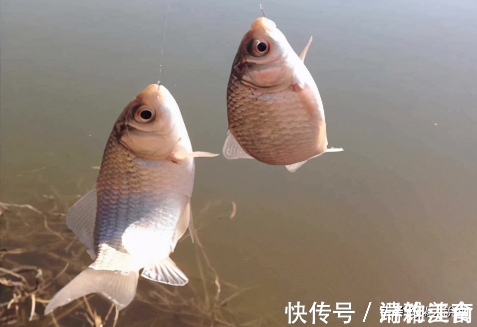 深秋鱼口轻难钓?不妨让饵料“舞动”起来,或许可以改变这种窘境