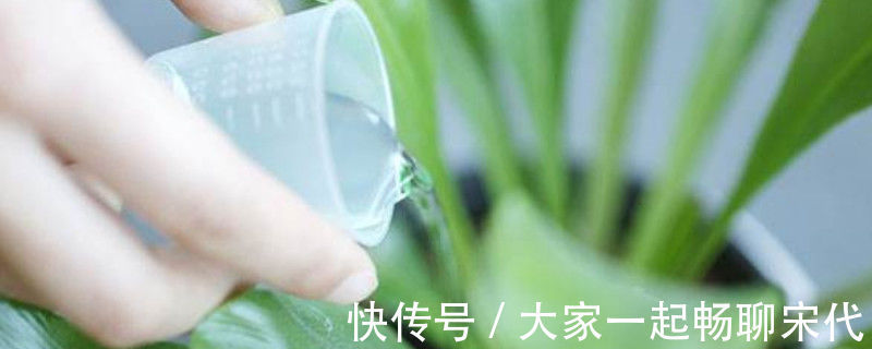 植株|浇花必懂知识：“见干见湿”和“干透浇透”有什么区别