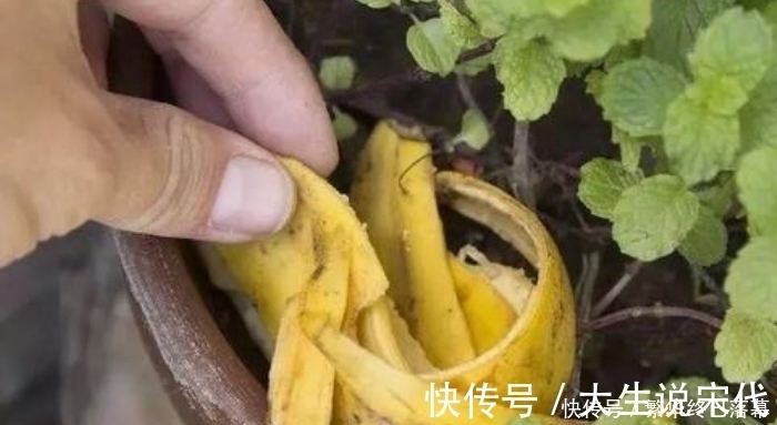 香蕉皮|养什么花,都可以用“1斤香蕉皮”,能让叶子更油绿,开花爆满盆