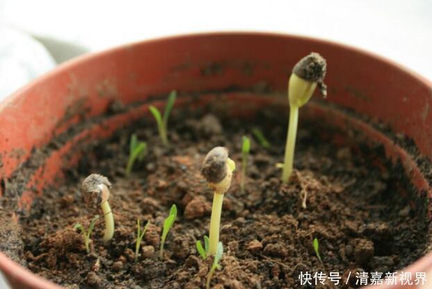 灭菌|养花的土，这样消毒“处理一下”，没有虫子病菌，花草长得旺！