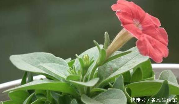  养花|家里养花，用此个妙招，一盆变成十盆，花盆都不够用了