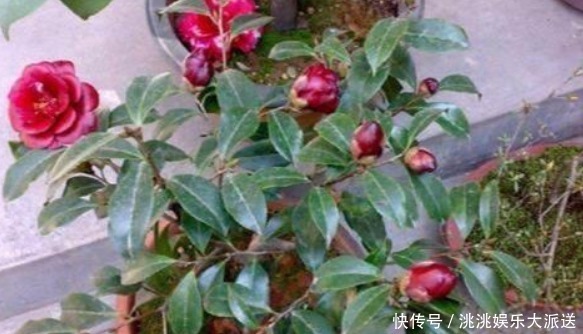 光照|养花“学会1招”,盆里埋上“它”,枝叶呼呼窜,养啥都“爆盆”