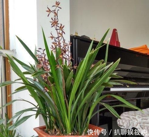 光照就可以|家里养花,就选这几种,一年四季不用管,给点阳光就开花