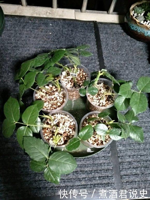 多菌灵|扦插最佳时期到了,有这花赶紧插,沾土就能活!