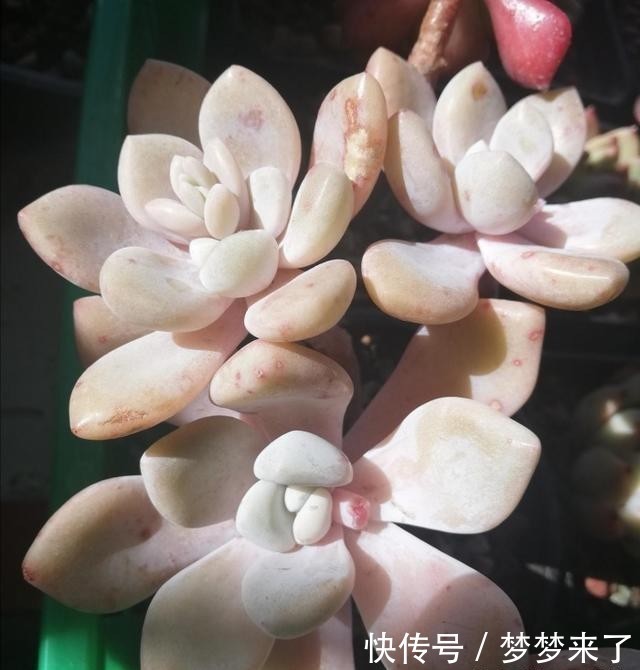  爱多|爱多肉，爱生活，心情自然好
