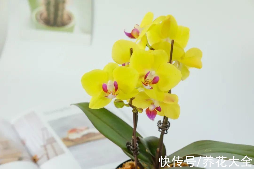 红火好养的“喜庆花”,现在买不吃亏,下个月价格翻两倍