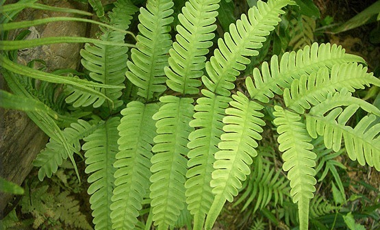 野菜|井边一种草，过去当菜吃，现在当花养，殊不知，小孩吃了能益智