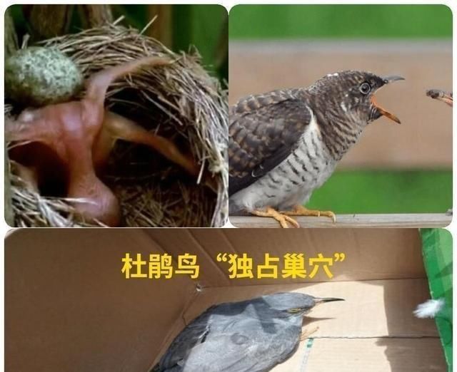 武林|错换人生“郎中”说“正能量”没人关注，杜鹃鸟许娘争霸“中原”