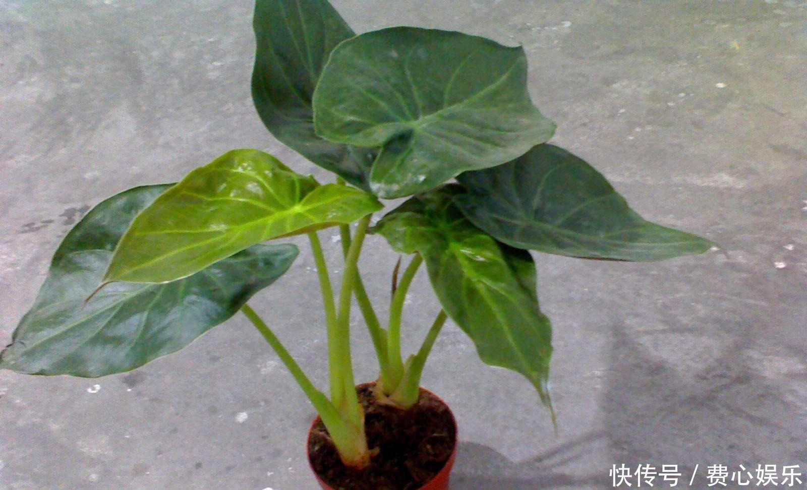  种花|家里万万不要养这3种花，难怪身体越住越差，后悔我家现在才听说