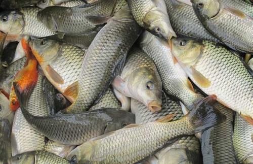 内行人|买鱼时,内行人从不买这5种鱼,浪费钱还没营养,老板自己都不吃
