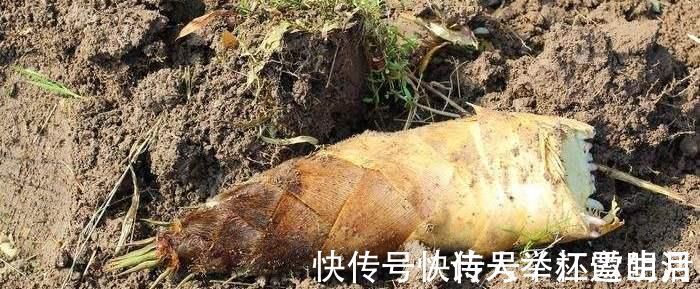 野菜|它被称为“人参菜”,排毒素降血压,保护肝脏,正当季人人吃得起