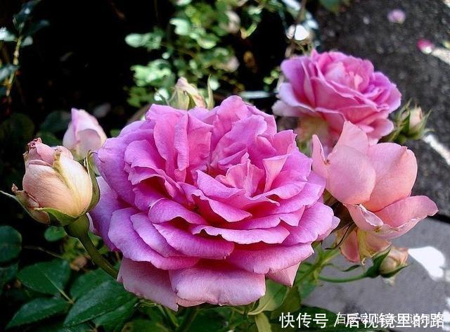 20款紫色月季品种。浓香、抗病非常好养,天然紫色唯美盛开