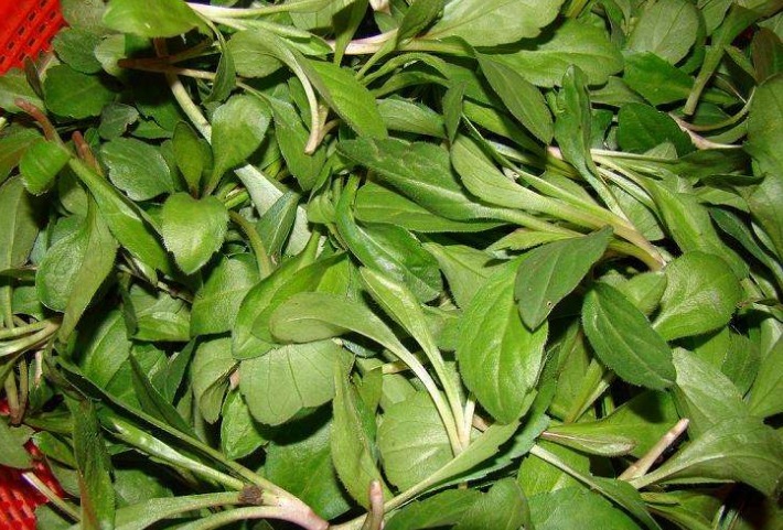 凉血止血|这种野菜路边很常见，凉血止血、清热利湿，最适合高血压食用！