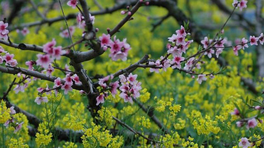 崔护#元好问一首高水平之作,每一句都另有所指,读来令人拍案叫绝