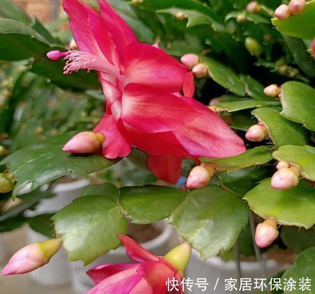 高手都不用自来水浇花,用这3种水,叶片水灵灵,花朵娇艳艳