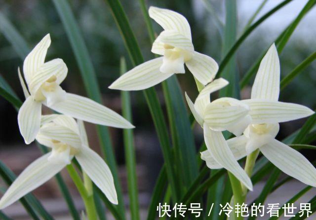 风化岩|好兰，养一盆就够了，此兰极耐寒，百花凋零时，依然绽放