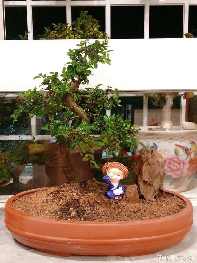 花盆里|农村不起眼的树,挖一棵做盆景,比买得还要好看
