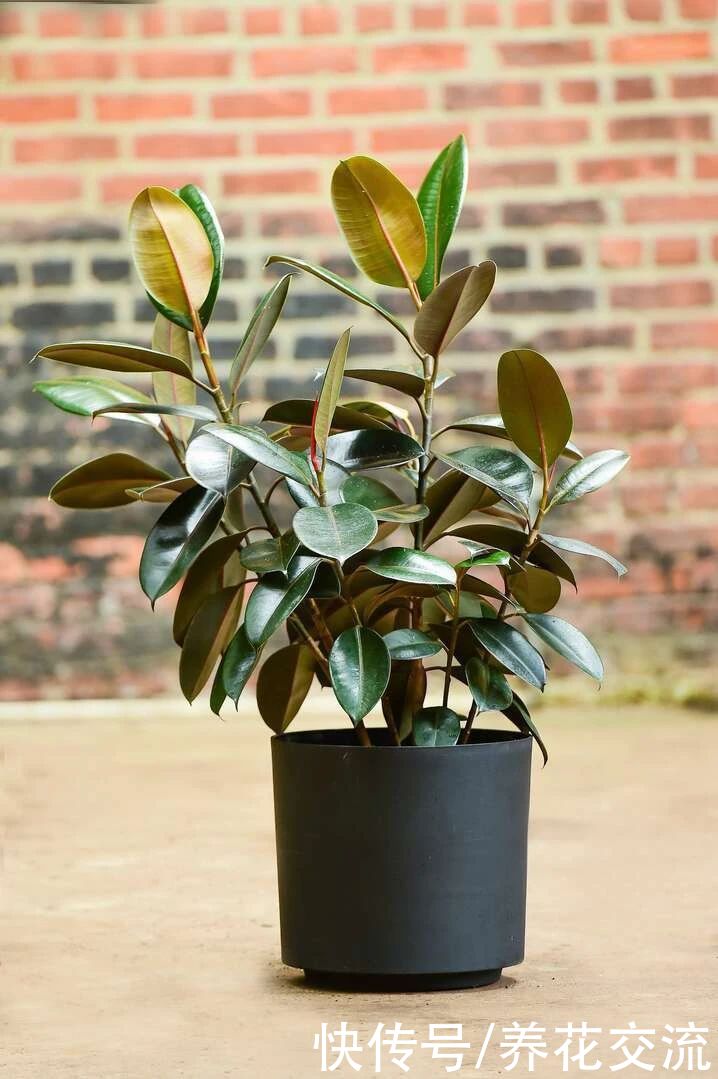 颗粒物|7种可以吸附室内灰尘和颗粒物的绿色观叶植物，可以多养几盆