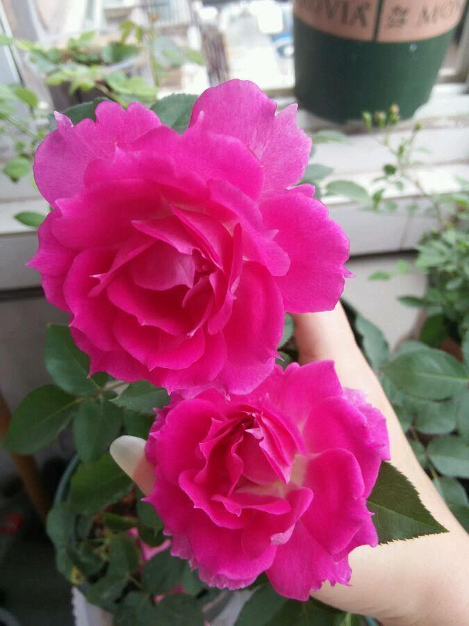 几种花一养就喜欢上,个个漂亮有特点,花朵粉嫩丰腴,绚丽夺目