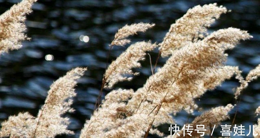 下联@野渡征联:月荡荻花登柳岸,征对下联