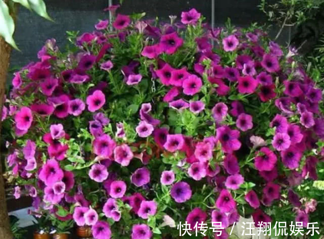 “5种”可吊起来养的花,好养易爆盆,开成大花球,开出100朵美翻