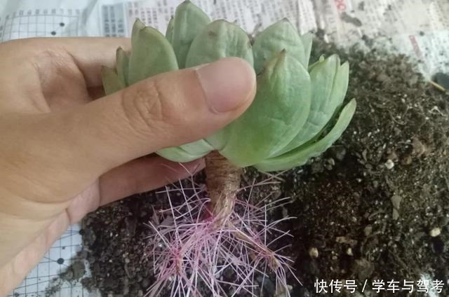 多肉长气根,这是“求救信号”,2个原因导致,最好赶紧剪掉!