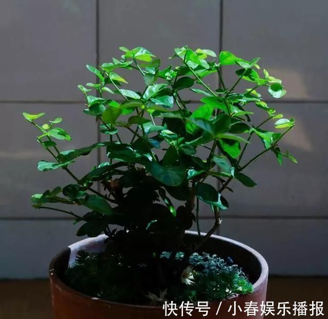 花友|花友们，茉莉花期的时候，4件事万万不能做，不然花苞呼呼落