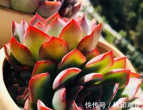 多肉植物|家里养多肉植物,掌握4个要点,立马变精神,叶片饱满上色美!