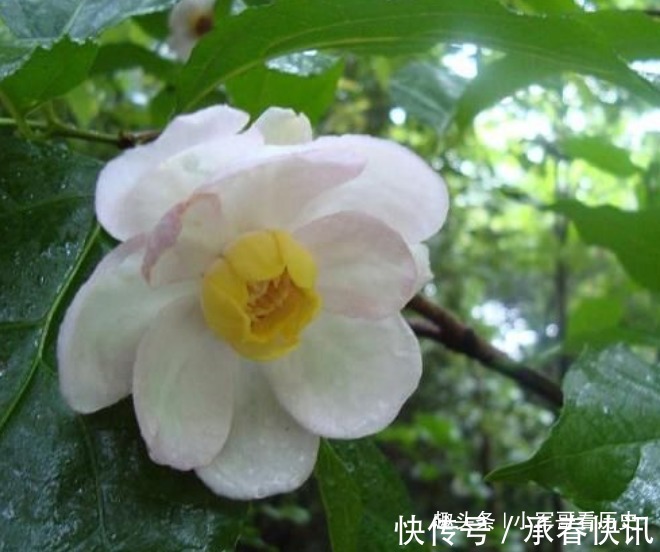 蜡梅|此花是国家重点二级保护植物,姿态优美,花大色白,十分诱人