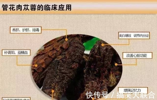 管花肉苁蓉|小编又整理了一波肉苁蓉新菜谱~秋季滋补美食